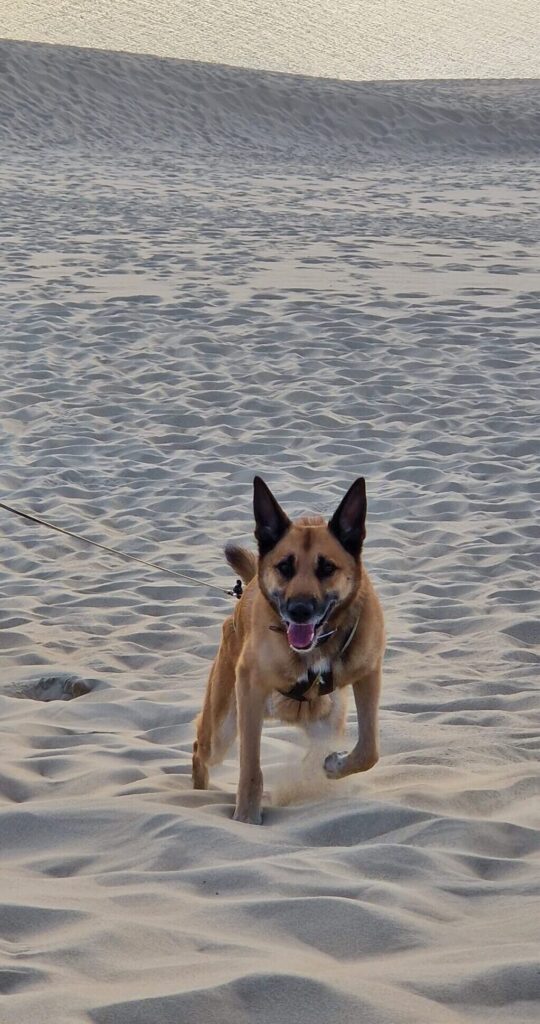 Marley, race de chien Berger belge Malinois