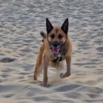 Marley, race de chien Berger belge Malinois